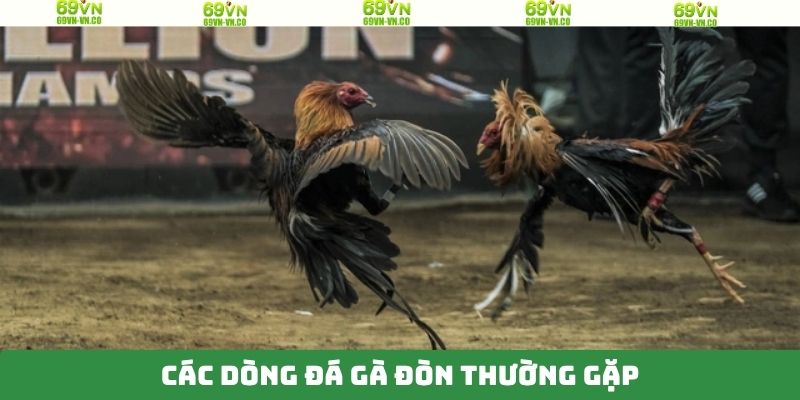 Đá Gà Đòn 69VN - Trận Đấu Của Các Chiến Kê Đầy Cuốn Hút 3 Các giống kê thường sử dụng trong trận đấu đá gà đòn
