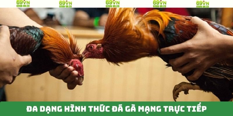 Đá Gà Mạng Trực Tiếp - Theo Dõi Trận Đấu Múa Lửa Tại 69VN 4 Tổng hợp đa dạng về loại hình đá gà mạng trực tiếp
