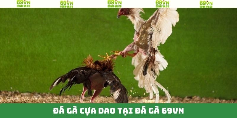 Đá gà 69VN với thể loại cựa dao hấp dẫn