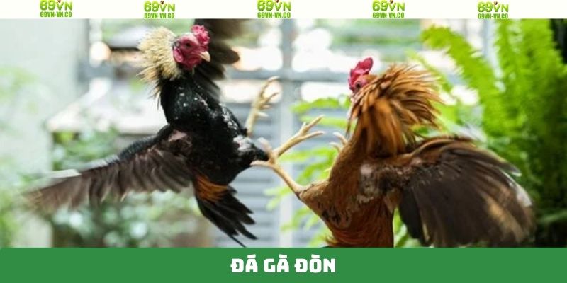 Đá Gà Đòn 69VN - Trận Đấu Của Các Chiến Kê Đầy Cuốn Hút 5 Đá Gà Đòn 69VN - Trận Đấu Của Các Chiến Kê Đầy Cuốn Hút