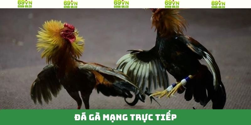 Đá Gà Mạng Trực Tiếp - Theo Dõi Trận Đấu Múa Lửa Tại 69VN 1 Đá Gà Mạng Trực Tiếp - Theo Dõi Trận Đấu Múa Lửa Tại 69VN