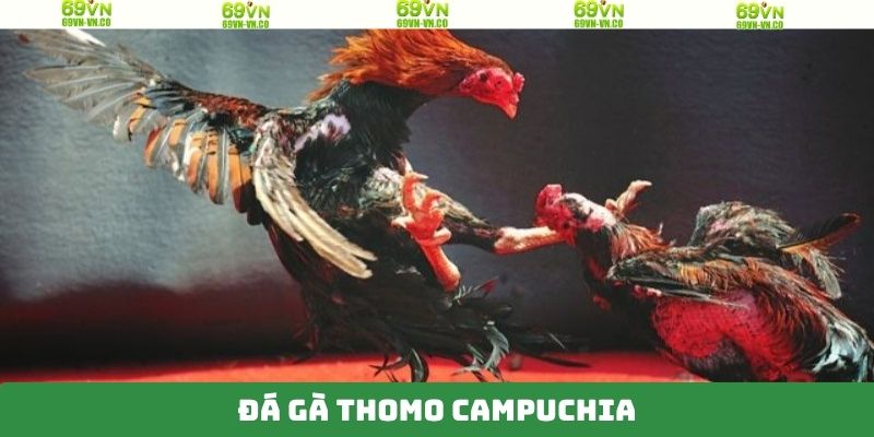 Đá Gà Thomo Campuchia - Bộ Môn Cá Cược Hấp Dẫn Trên 69VN 9 Đá Gà Thomo Campuchia - Bộ Môn Cá Cược Hấp Dẫn Trên 69VN