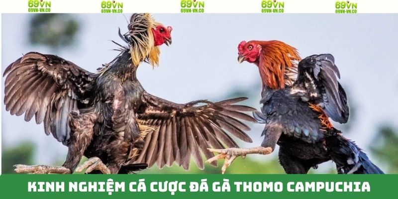 Đá Gà Thomo Campuchia - Bộ Môn Cá Cược Hấp Dẫn Trên 69VN 4 Bí kíp đầu tư chính xác khi chọi gà Thomo