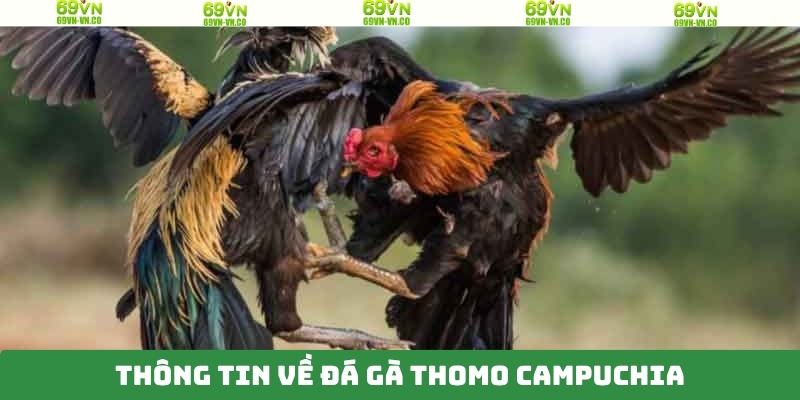 Đá Gà Thomo Campuchia - Bộ Môn Cá Cược Hấp Dẫn Trên 69VN 2 Hình thức đá gà Thomo Campuchia mãn nhãn