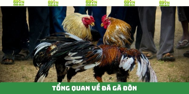 Đá Gà Đòn 69VN - Trận Đấu Của Các Chiến Kê Đầy Cuốn Hút 2 Một vài nội dung sơ lược về hình thi đấu chọi gà đòn