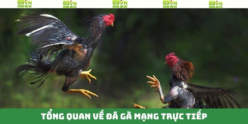 Đá Gà Mạng Trực Tiếp - Theo Dõi Trận Đấu Múa Lửa Tại 69VN 2 Tổng quan về đá gà mạng trực tiếp tại 69VN