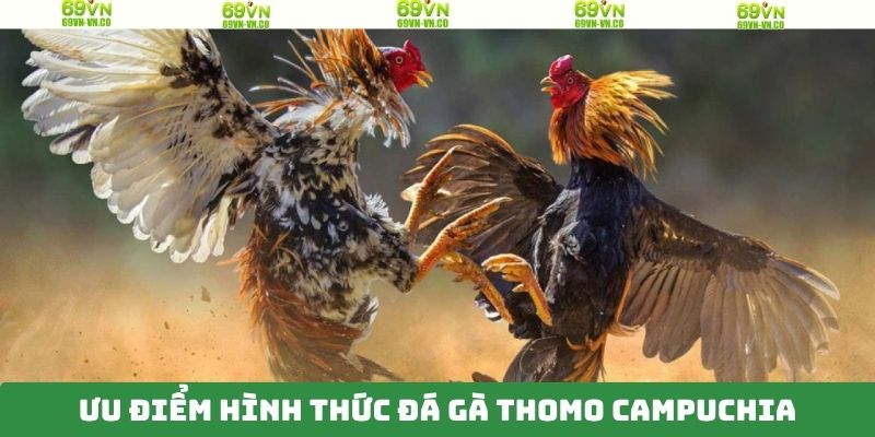 Đá Gà Thomo Campuchia - Bộ Môn Cá Cược Hấp Dẫn Trên 69VN 3 Điểm nổi bật khi theo dõi chọi kê tại 69VN