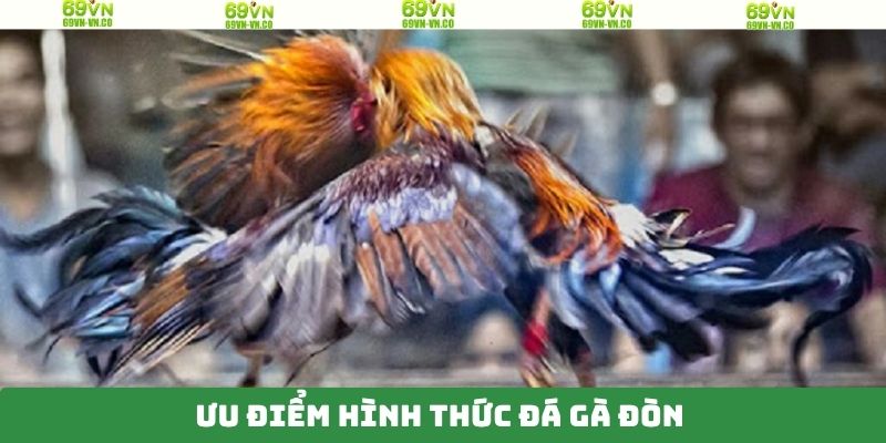 Đá Gà Đòn 69VN - Trận Đấu Của Các Chiến Kê Đầy Cuốn Hút 4 Ưu điểm khi tham gia đá gà đòn tại nhà cái