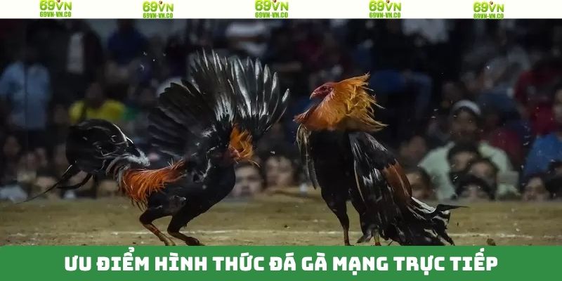 Đá Gà Mạng Trực Tiếp - Theo Dõi Trận Đấu Múa Lửa Tại 69VN 3 Hình ảnh trận đấu vô cùng chất lượng