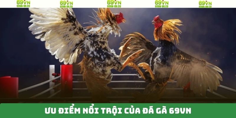 Sân chơi đá gà 69VN nổi bật với chất lượng phát sóng